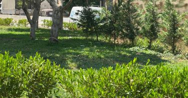 واجهة خضراء تنبض بالحياة .. مدخل بلدة ببنين – العبدة.
